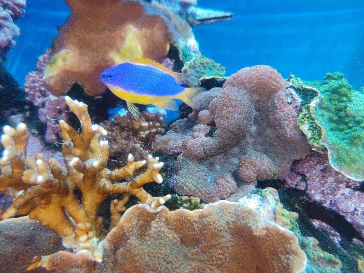 AQUARIUM_OF_THE_PACIFIC_15.jpg