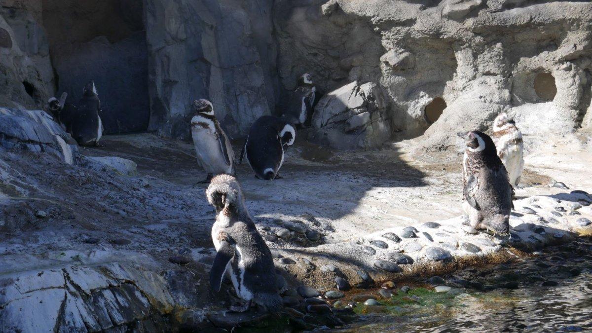 AQUARIUM_OF_THE_PACIFIC_16.JPG