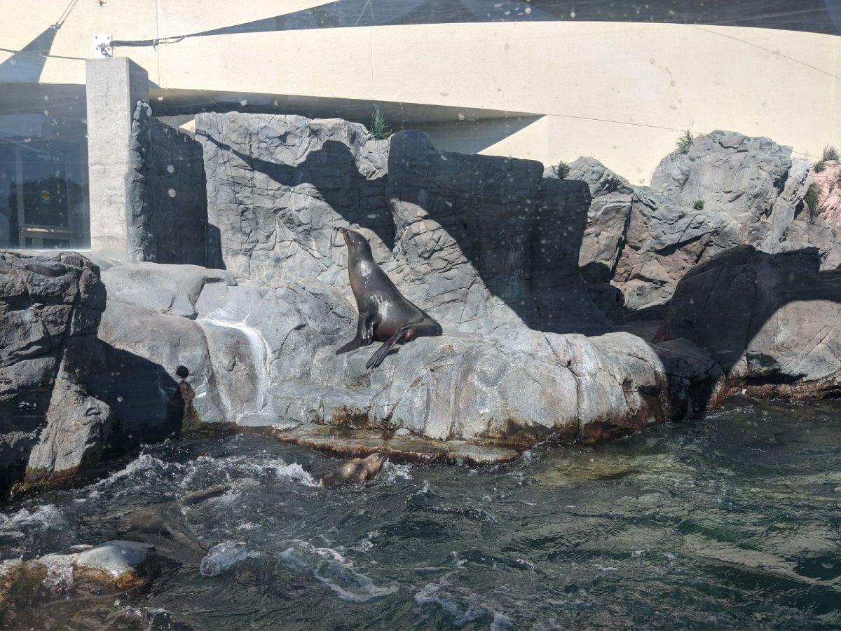 AQUARIUM_OF_THE_PACIFIC_17.jpg