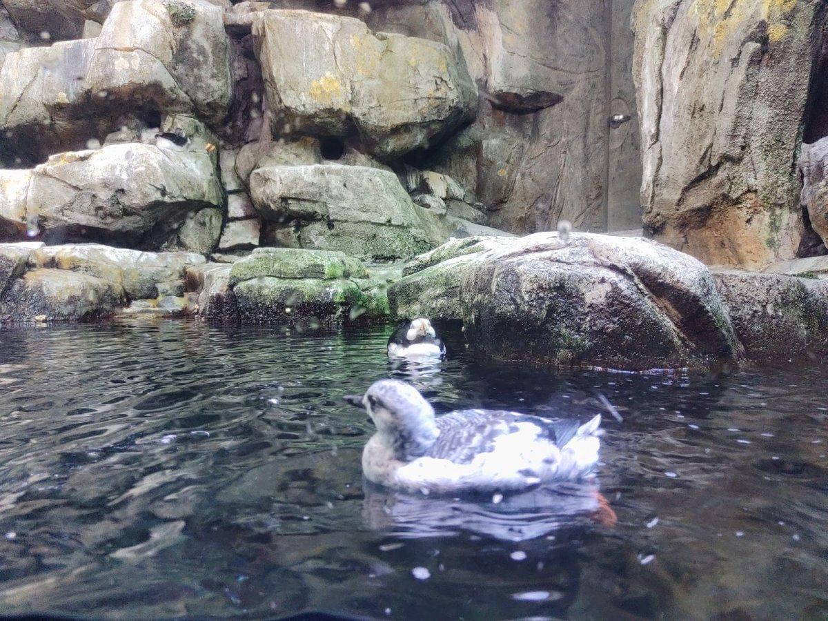 AQUARIUM_OF_THE_PACIFIC_18.jpg
