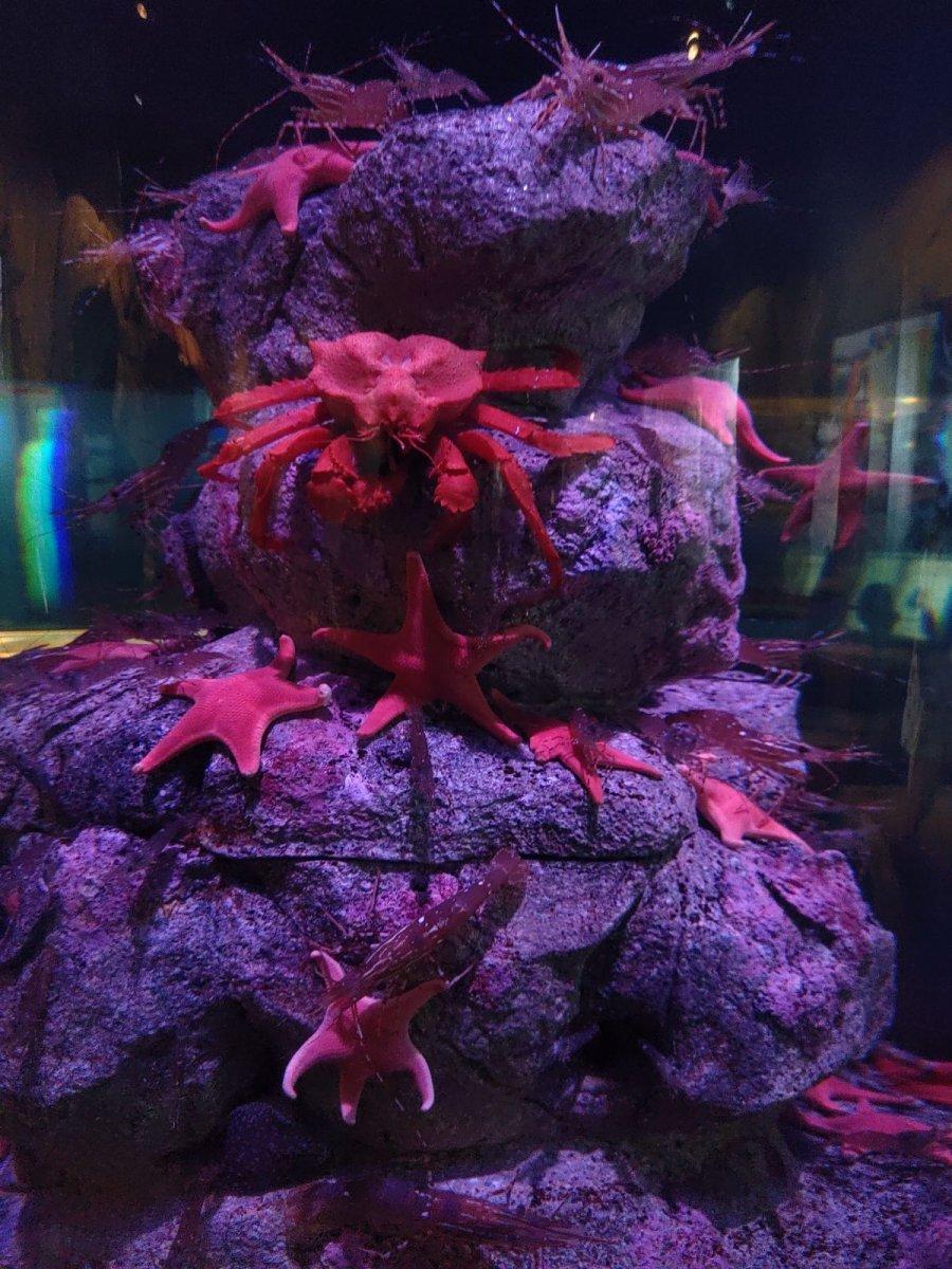 AQUARIUM_OF_THE_PACIFIC_20.jpg