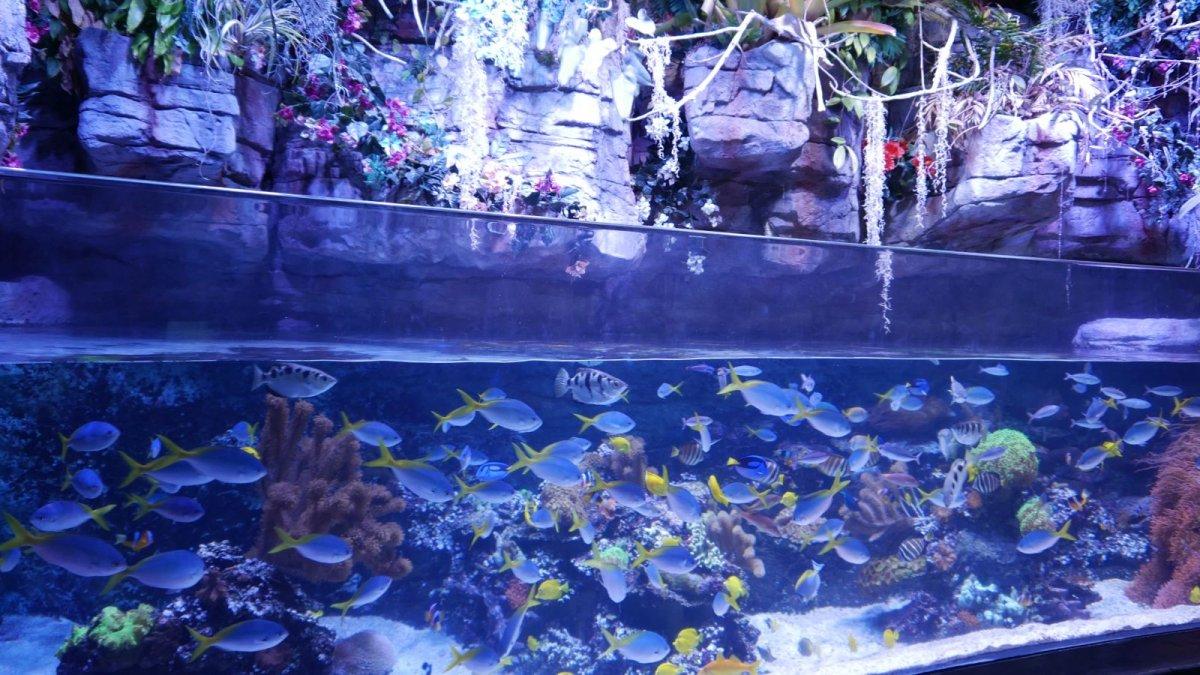 AQUARIUM_OF_THE_PACIFIC_21.JPG