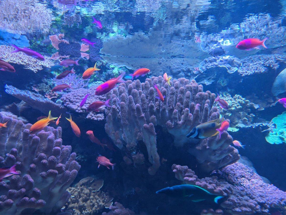 AQUARIUM_OF_THE_PACIFIC_22.jpg