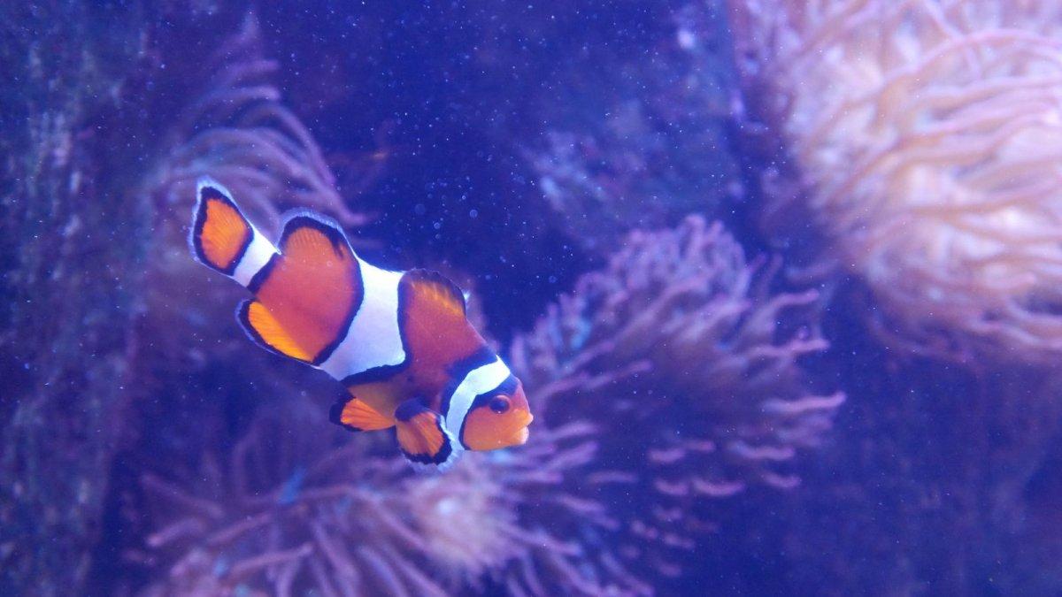 AQUARIUM_OF_THE_PACIFIC_23.JPG