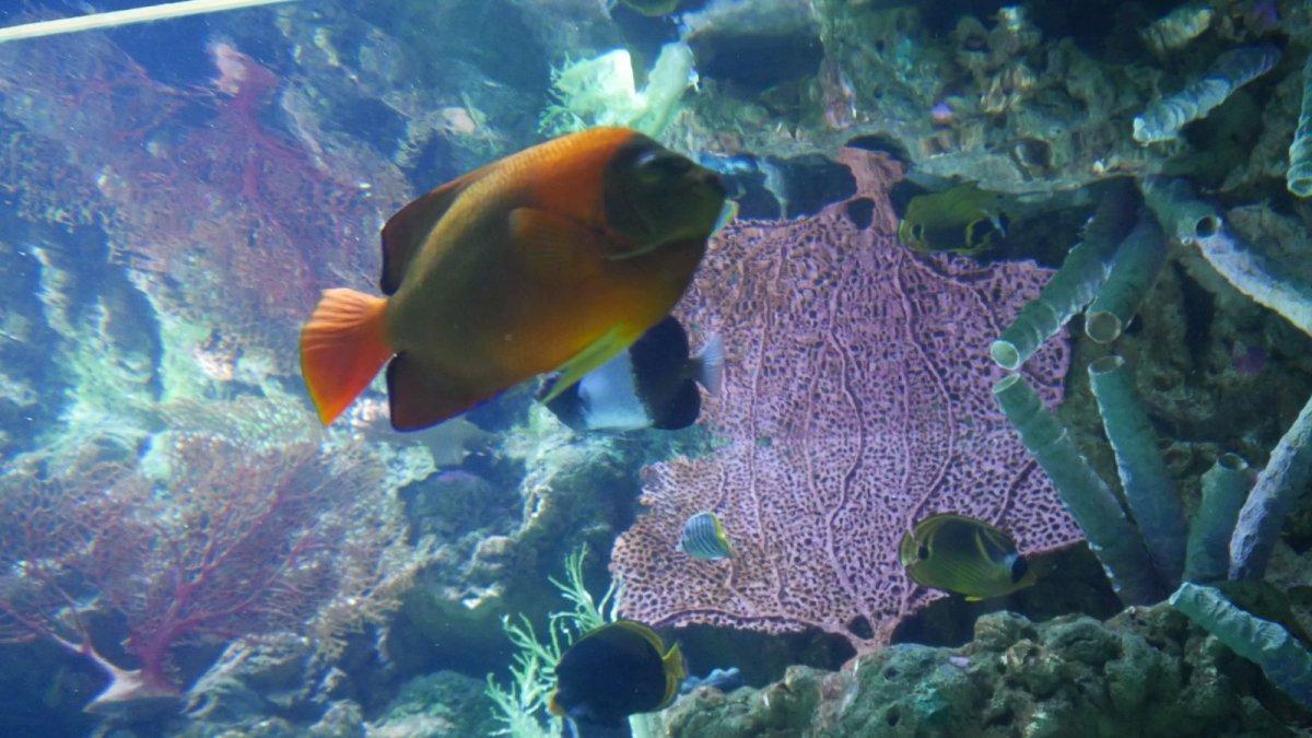 AQUARIUM_OF_THE_PACIFIC_25.JPG