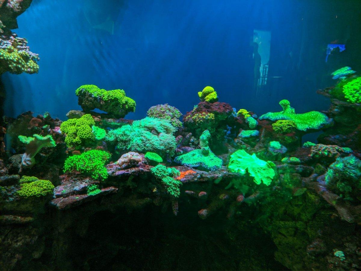 AQUARIUM_OF_THE_PACIFIC_26.jpg
