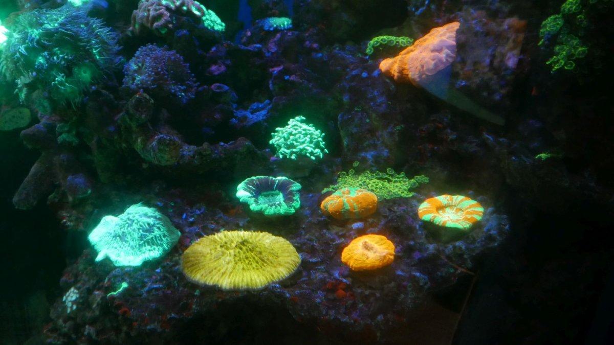 AQUARIUM_OF_THE_PACIFIC_27.JPG
