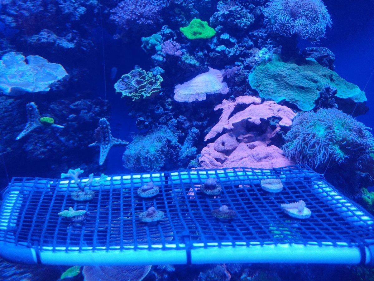 AQUARIUM_OF_THE_PACIFIC_28.jpg