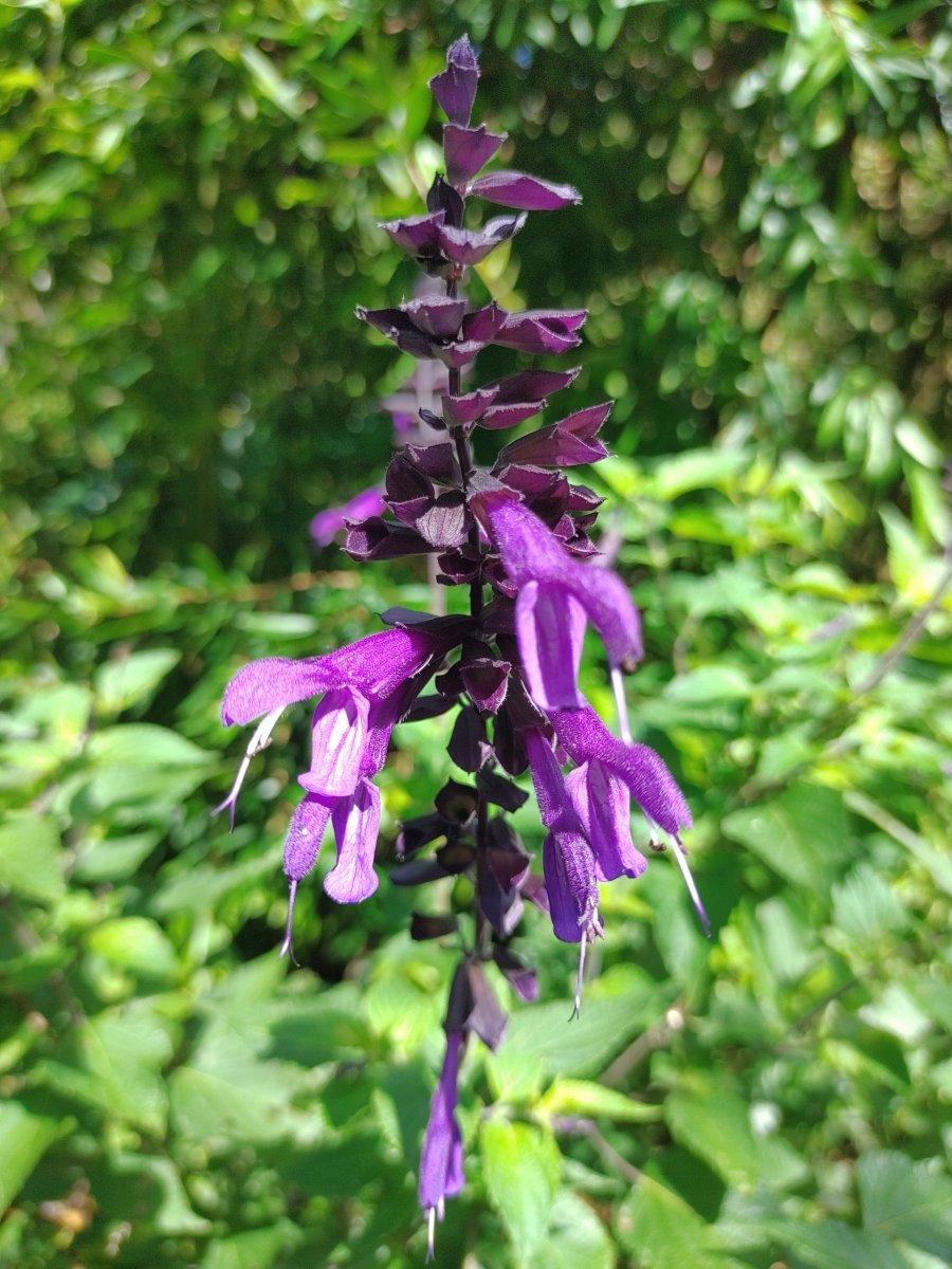 Botanischer_Garten_16.jpg