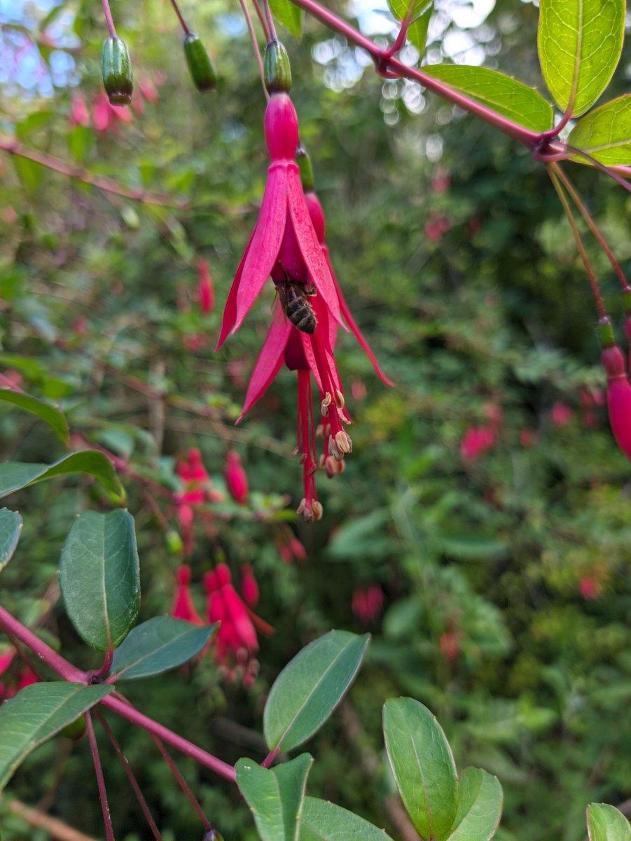 Botanischer_Garten_18.jpg
