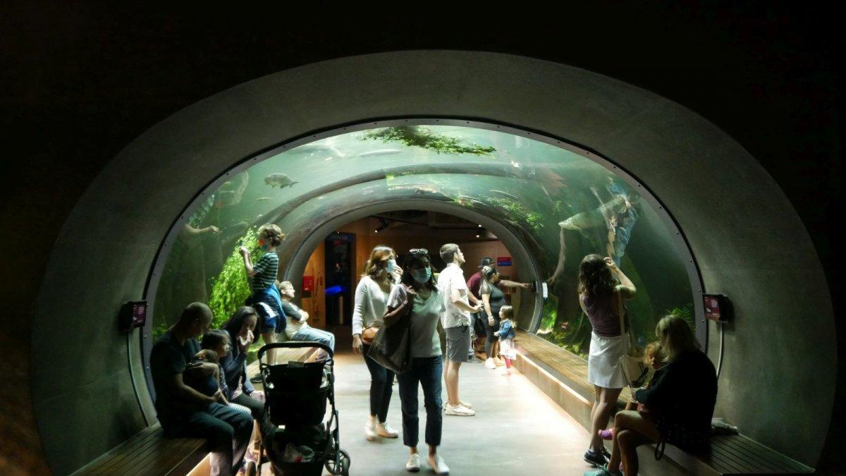 California_Academy_of_Science_Aquarium_01.JPG