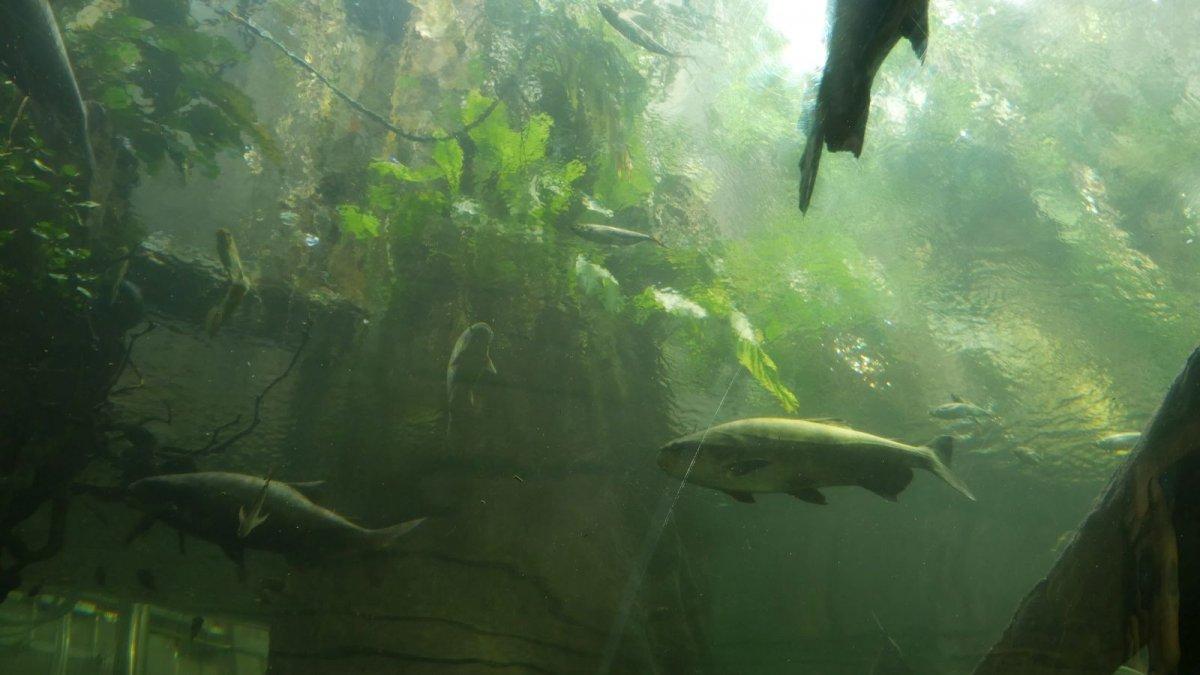 California_Academy_of_Science_Aquarium_02.JPG