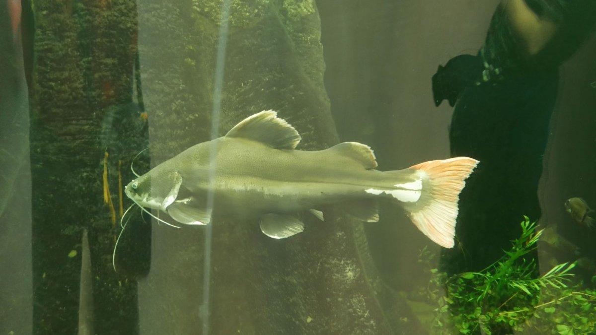 California_Academy_of_Science_Aquarium_03.JPG
