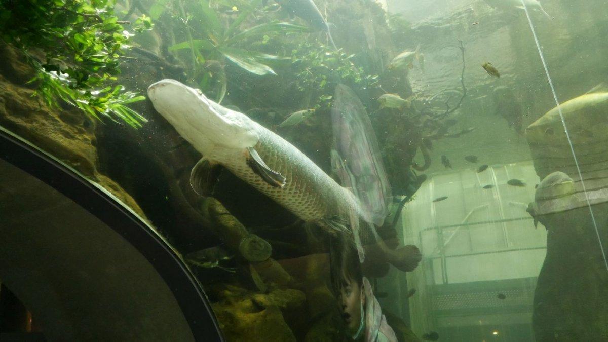 California_Academy_of_Science_Aquarium_04.JPG