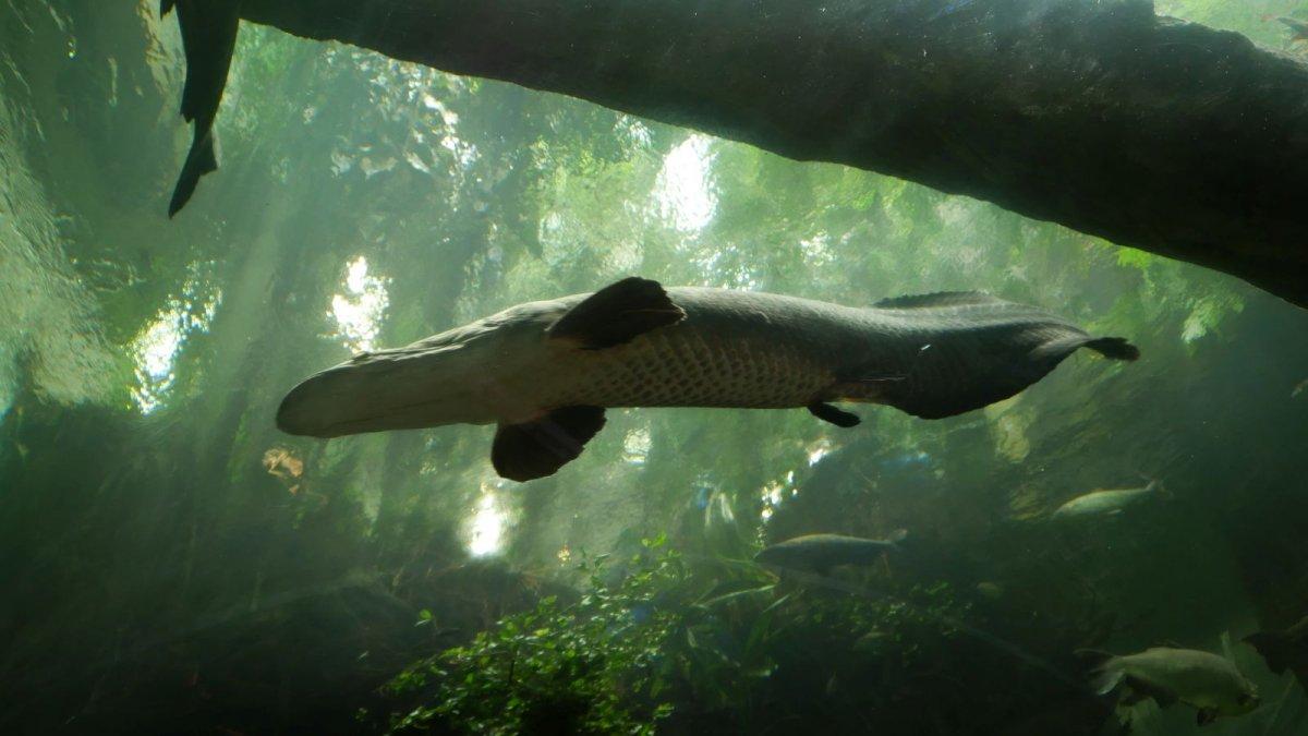 California_Academy_of_Science_Aquarium_05.JPG