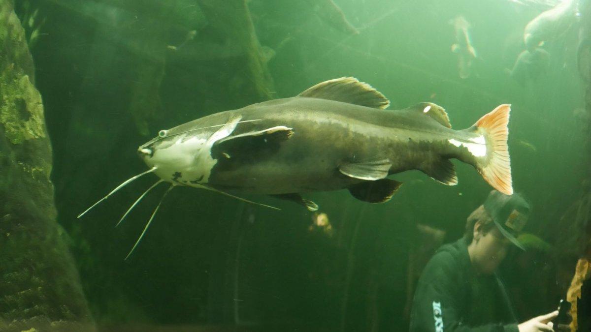 California_Academy_of_Science_Aquarium_06.JPG