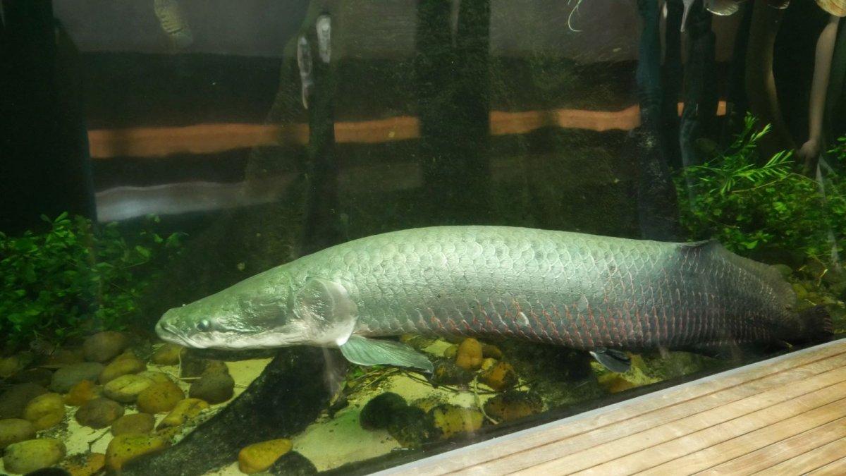 California_Academy_of_Science_Aquarium_07.JPG