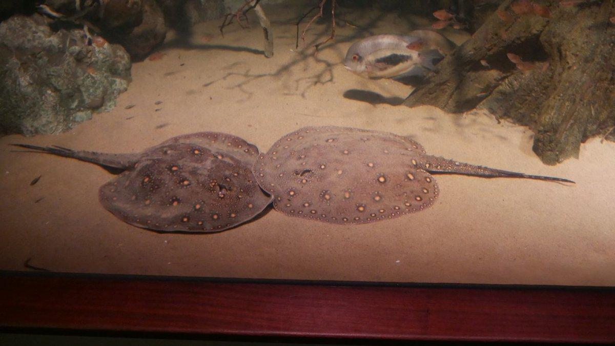 California_Academy_of_Science_Aquarium_08.JPG