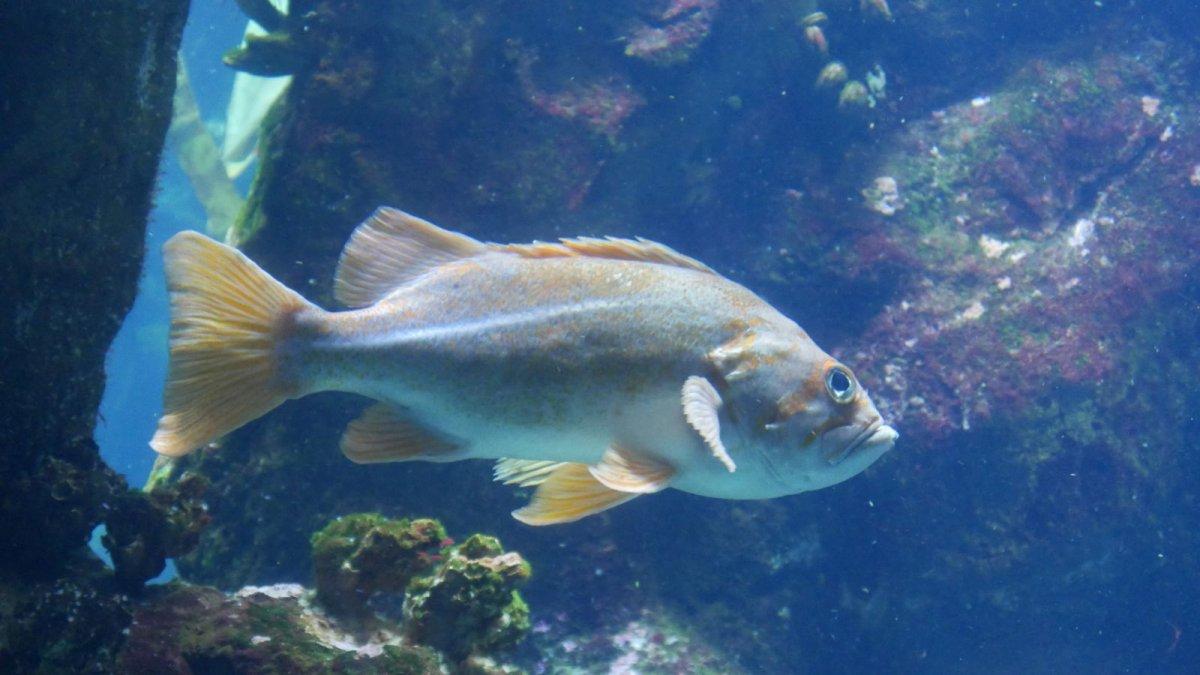 California_Academy_of_Science_Aquarium_09.JPG