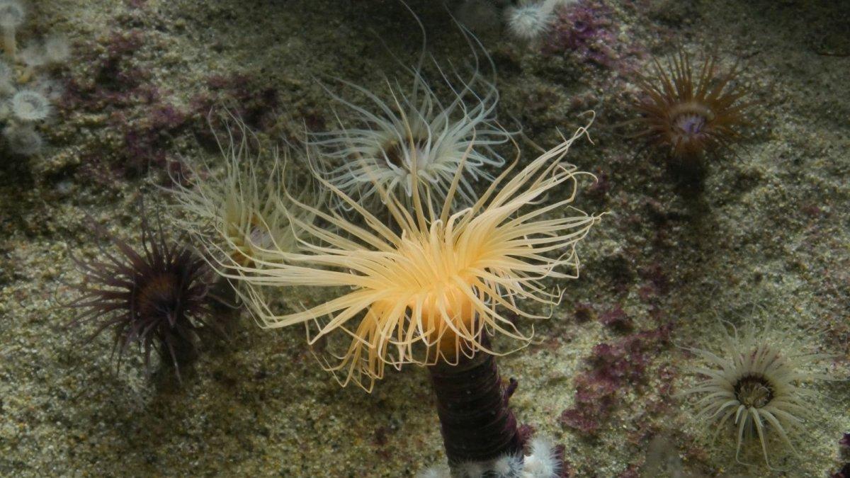 California_Academy_of_Science_Aquarium_10.JPG