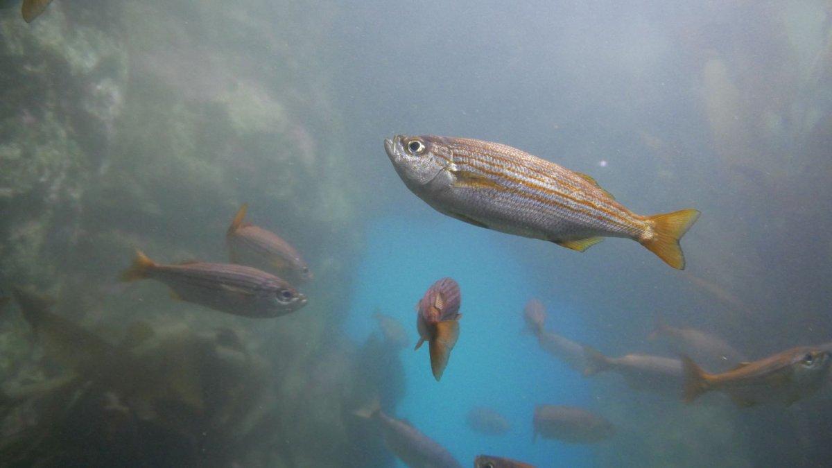 California_Academy_of_Science_Aquarium_12.JPG