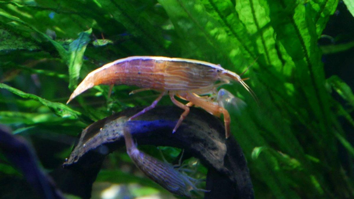 California_Academy_of_Science_Aquarium_13.JPG
