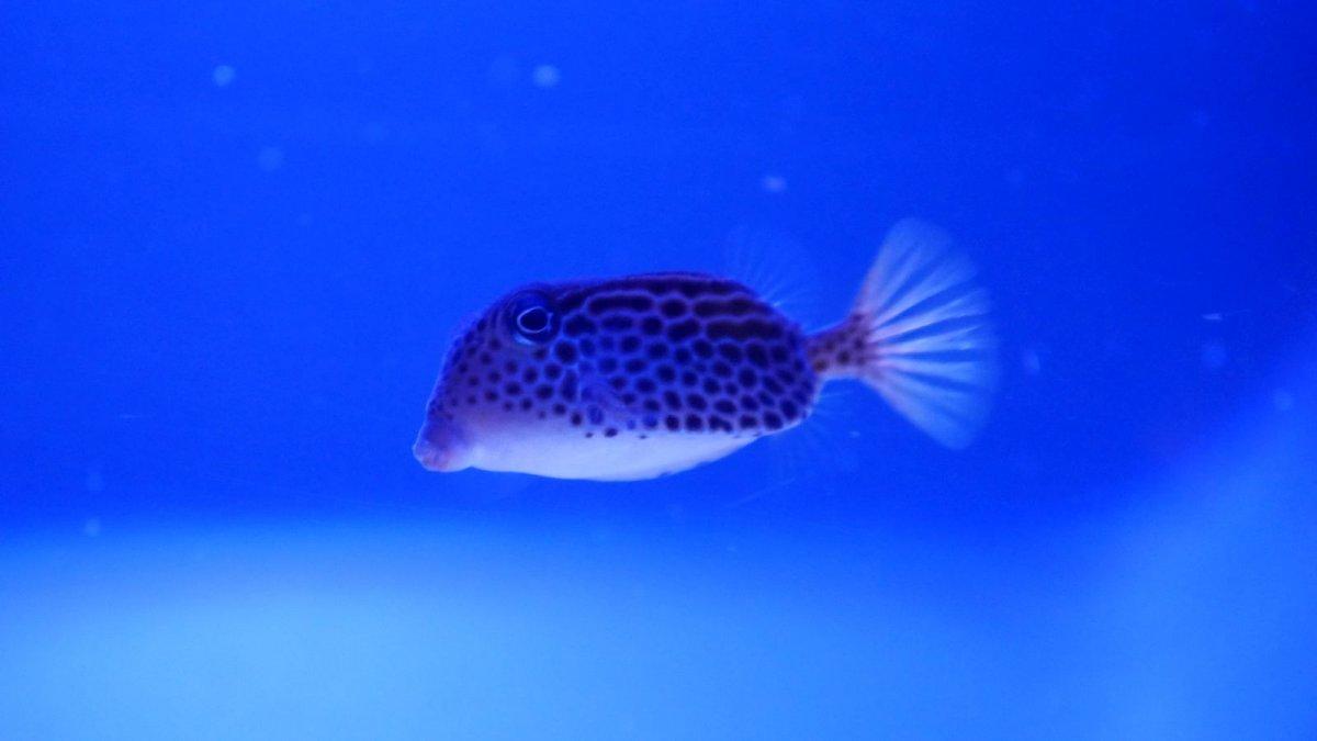 California_Academy_of_Science_Aquarium_14.JPG