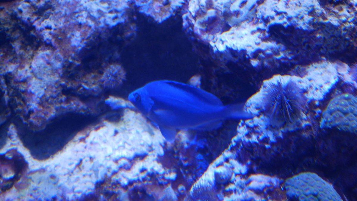 California_Academy_of_Science_Aquarium_15.JPG
