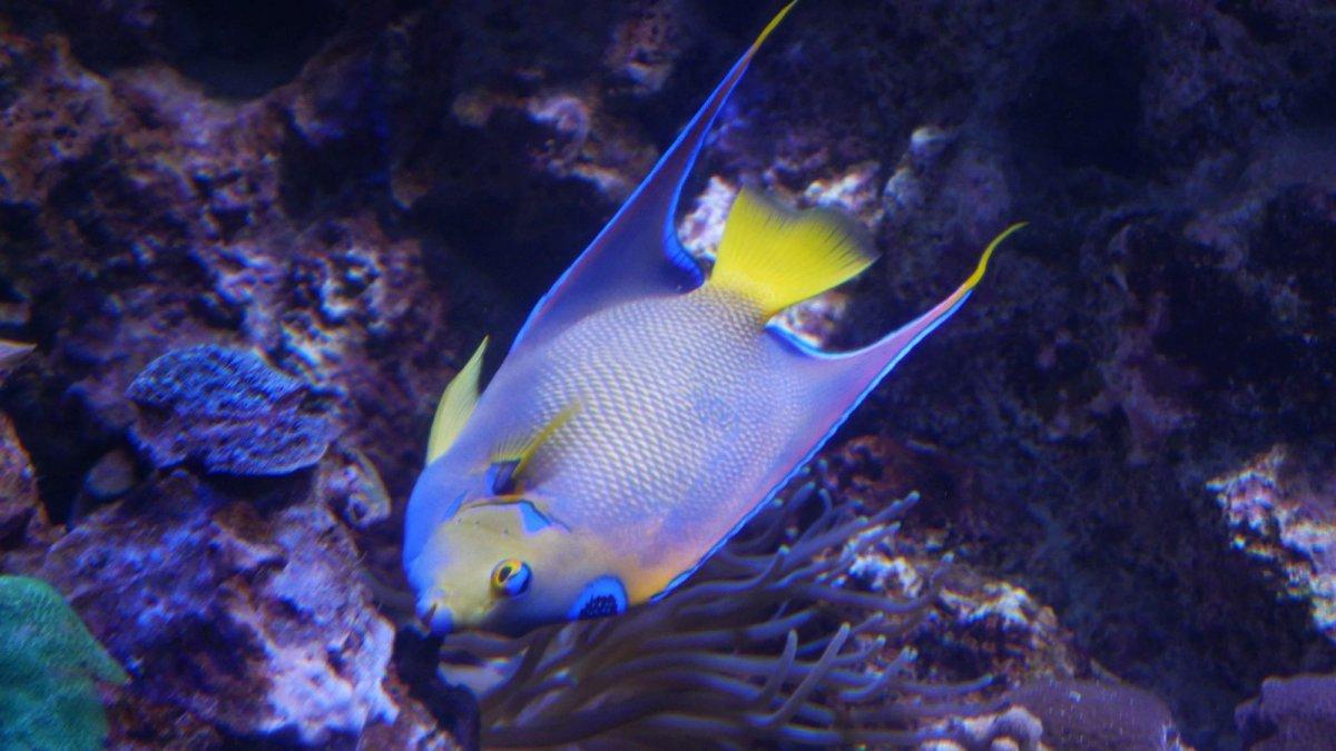 California_Academy_of_Science_Aquarium_16.JPG