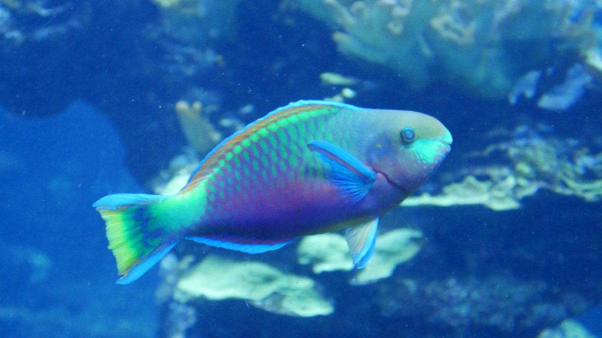 California_Academy_of_Science_Aquarium_17.JPG