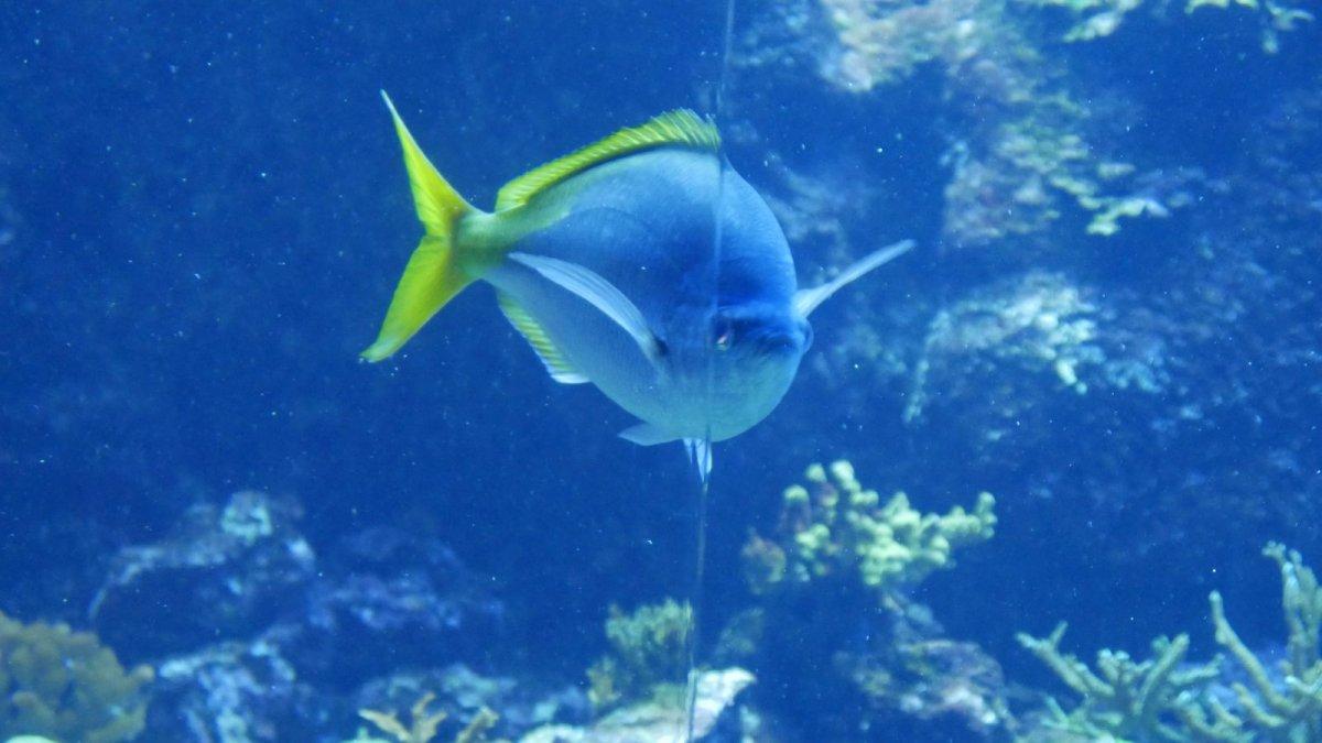 California_Academy_of_Science_Aquarium_18.JPG
