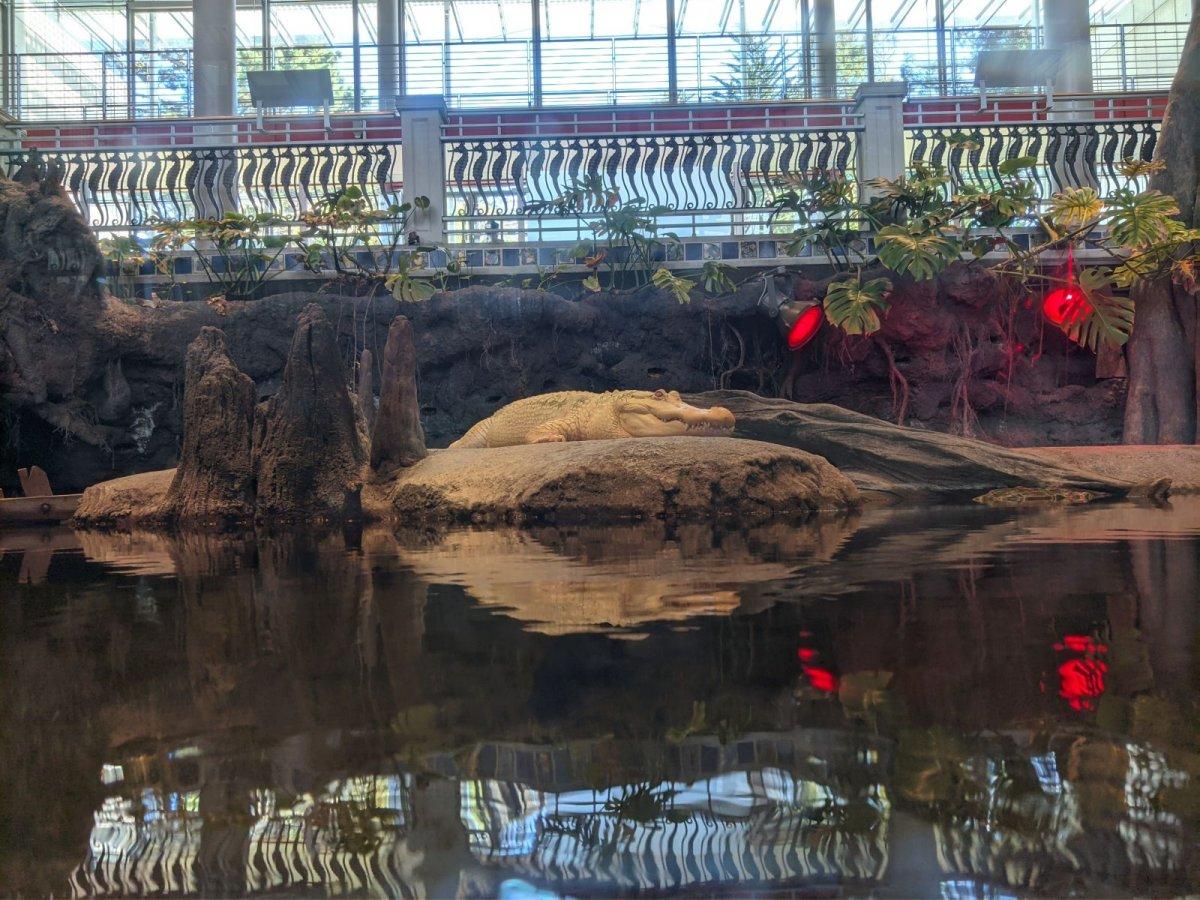 California_Academy_of_Science_Aquarium_19.jpg