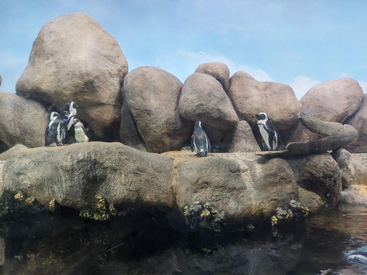 California_Academy_of_Science_Aquarium_20.jpg