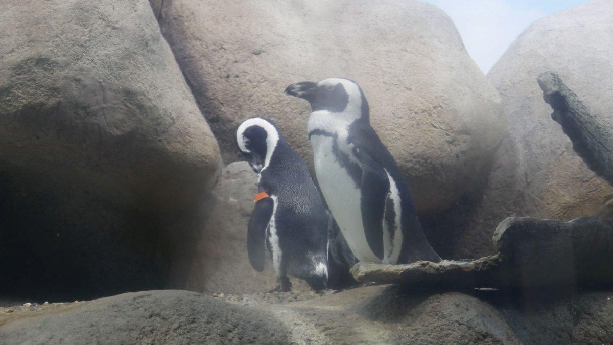 California_Academy_of_Science_Aquarium_21.JPG
