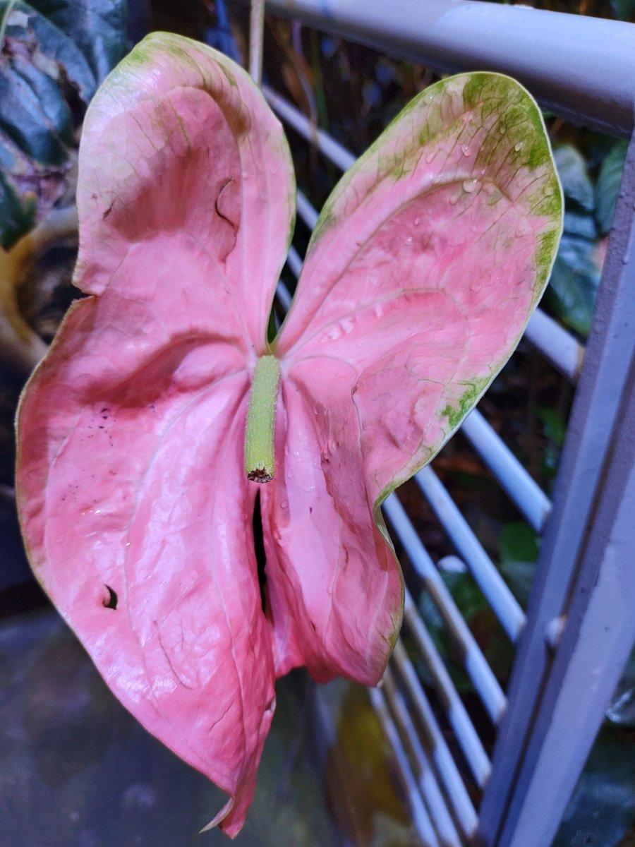 California_Academy_of_Science_Rainforest_01.jpg