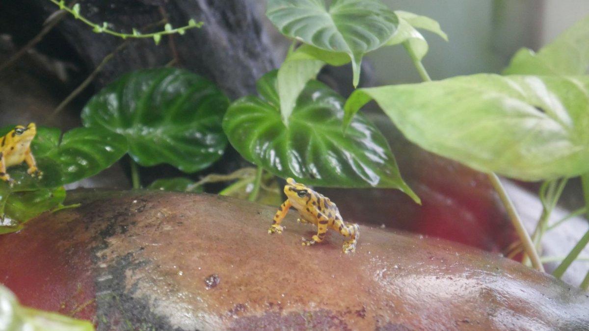 California_Academy_of_Science_Rainforest_03.JPG