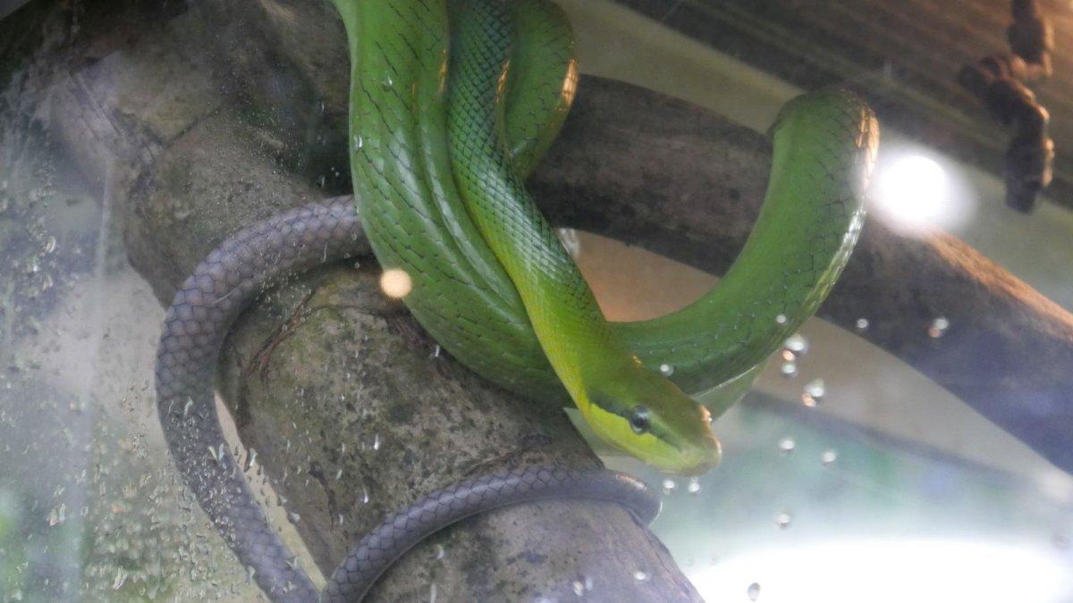 California_Academy_of_Science_Rainforest_04.JPG