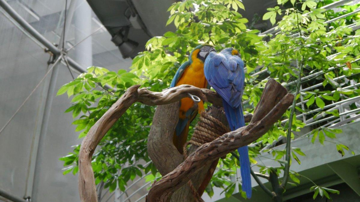 California_Academy_of_Science_Rainforest_05.JPG