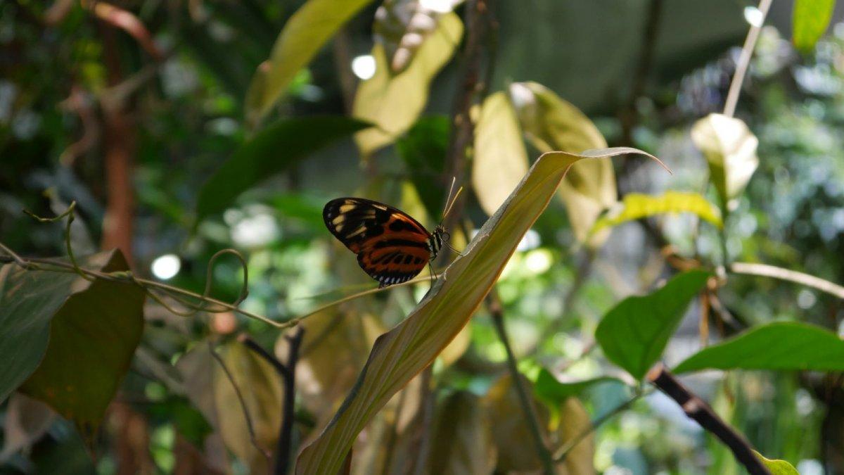 California_Academy_of_Science_Rainforest_06.JPG