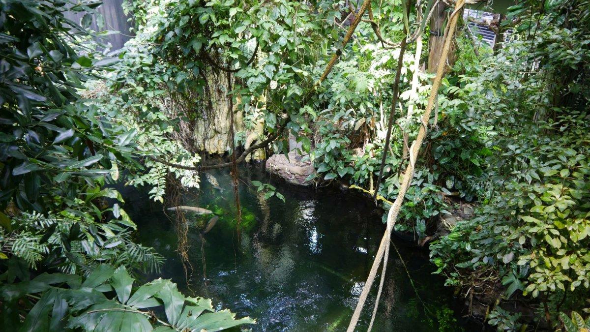 California_Academy_of_Science_Rainforest_07.JPG