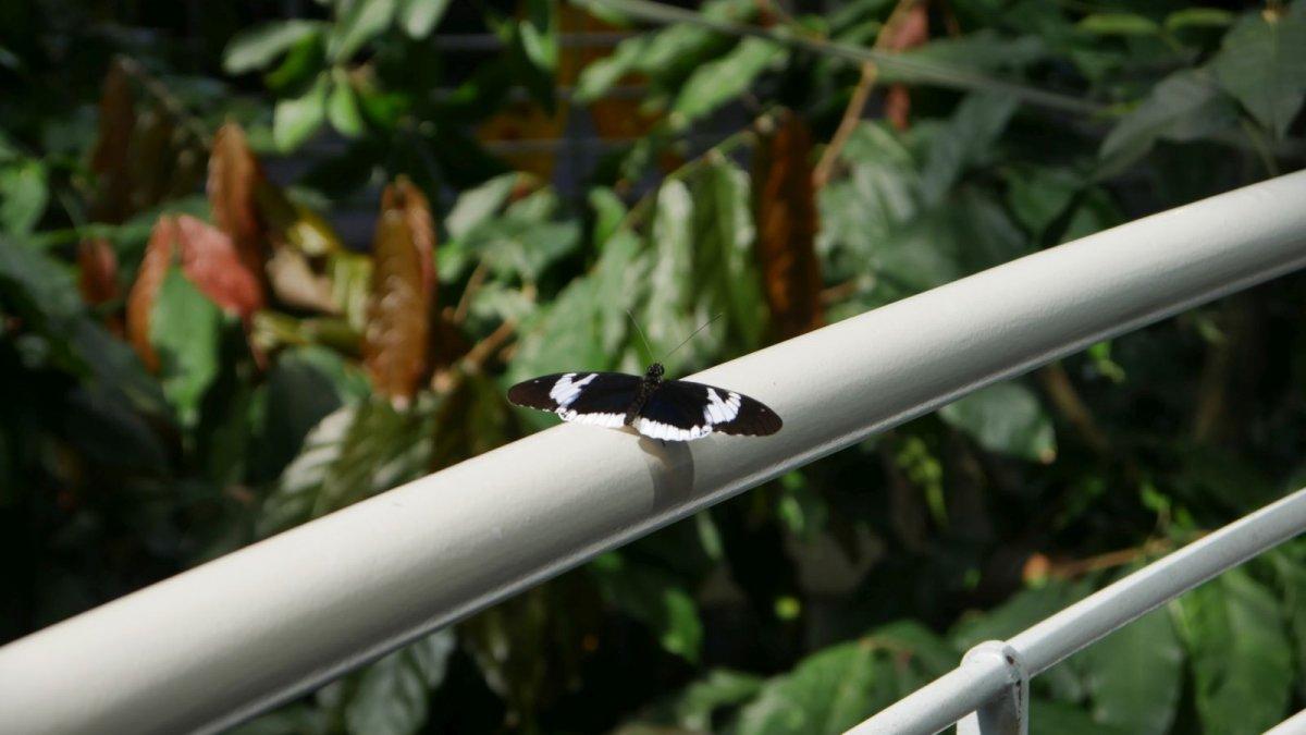 California_Academy_of_Science_Rainforest_08.JPG