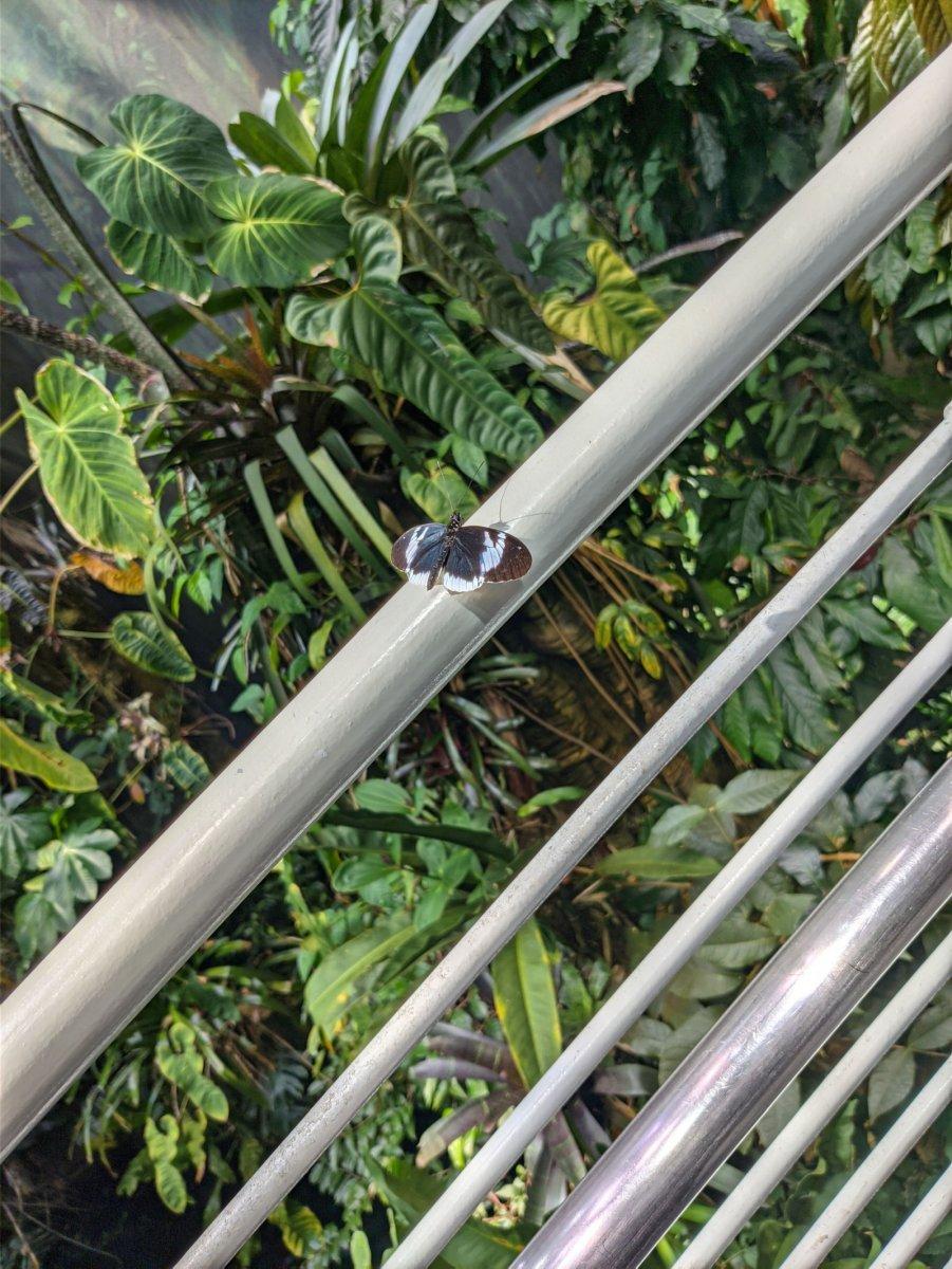 California_Academy_of_Science_Rainforest_09.jpg