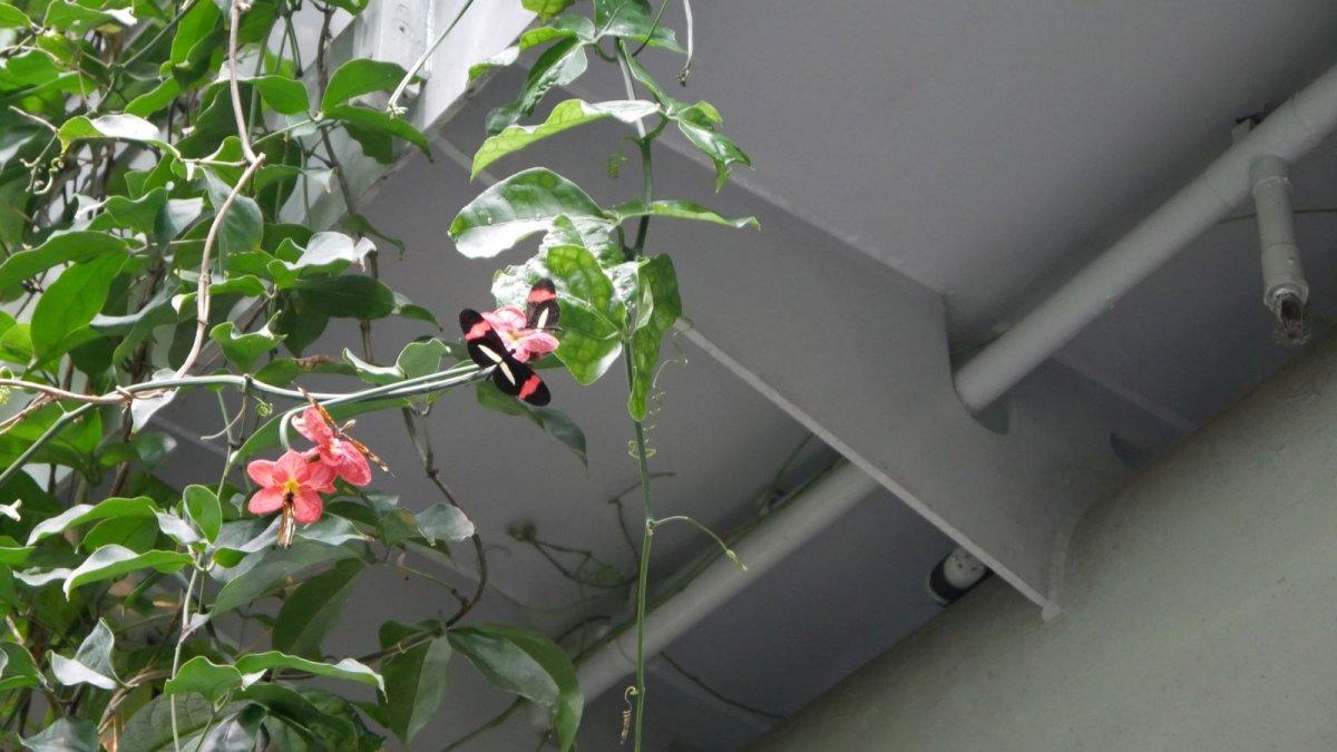California_Academy_of_Science_Rainforest_10.JPG