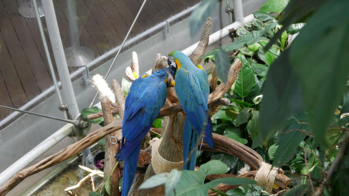 California_Academy_of_Science_Rainforest_11.JPG
