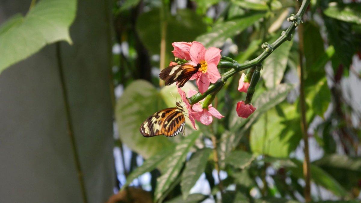 California_Academy_of_Science_Rainforest_12.JPG