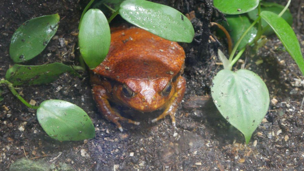 California_Academy_of_Science_Rainforest_14.JPG