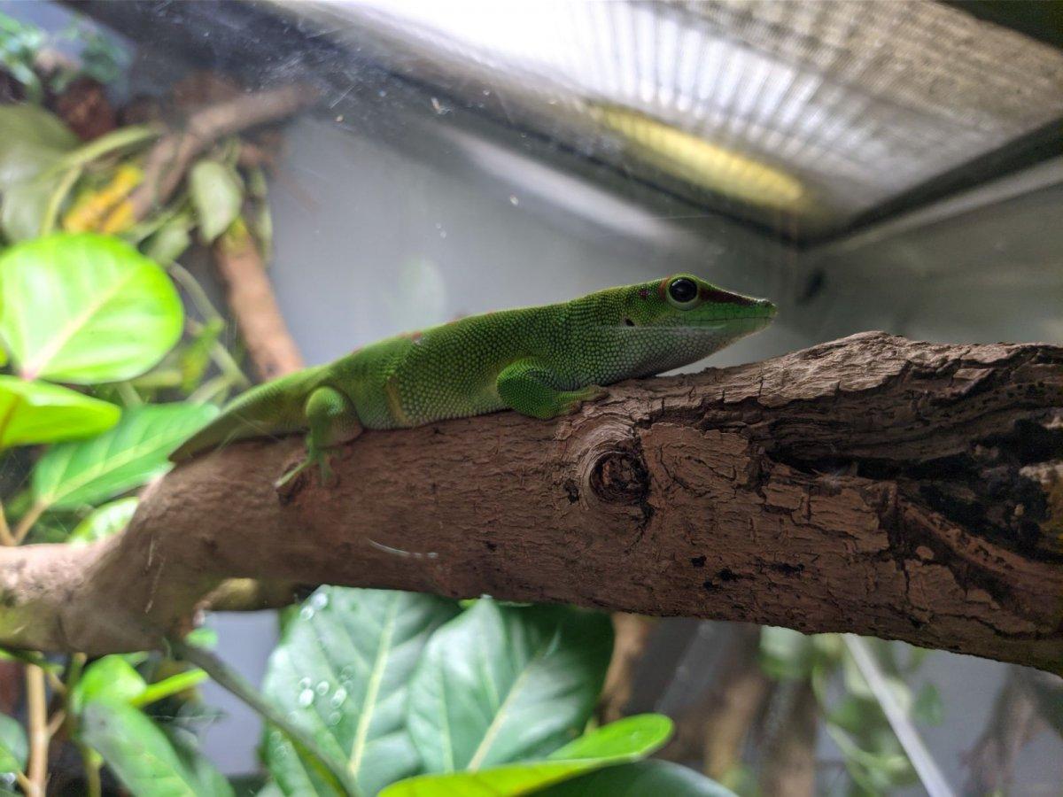 California_Academy_of_Science_Rainforest_16.jpg