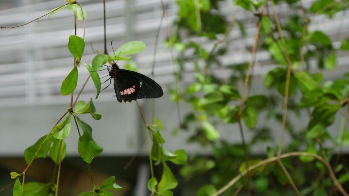 California_Academy_of_Science_Rainforest_17.JPG