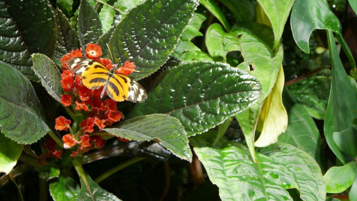 California_Academy_of_Science_Rainforest_18.JPG
