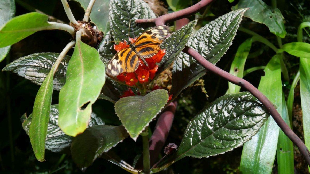 California_Academy_of_Science_Rainforest_19.JPG